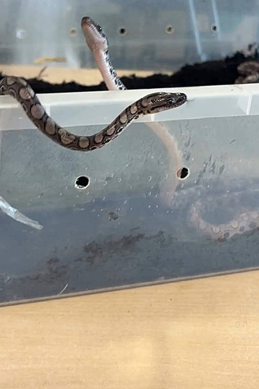 A imagem mostra uma pequena serpente com padrão de manchas escuras e claras, parcialmente fora de um recipiente de plástico transparente. O recipiente contém terra ou substrato escuro e possui pequenos furos para ventilação. A serpente está se esticando para fora do recipiente.