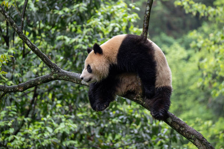 Apesar de ameaças à espécie, pandas-gigantes preservam diversidade genética