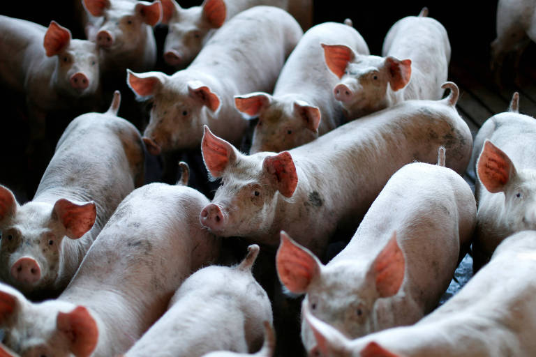 Possível ação da China contra carne suína da UE seria faca de dois gumes para Brasil