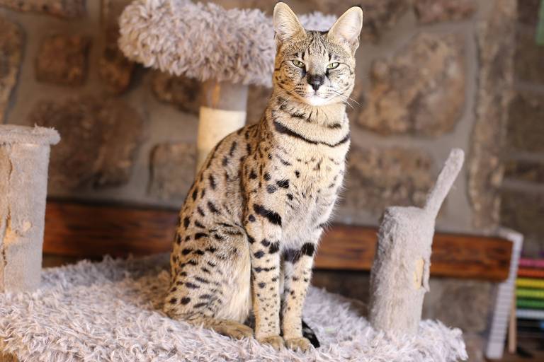 Gatos da raça savannah surgiram do cruzamento com o serval e podem custar até R$ 120 mil