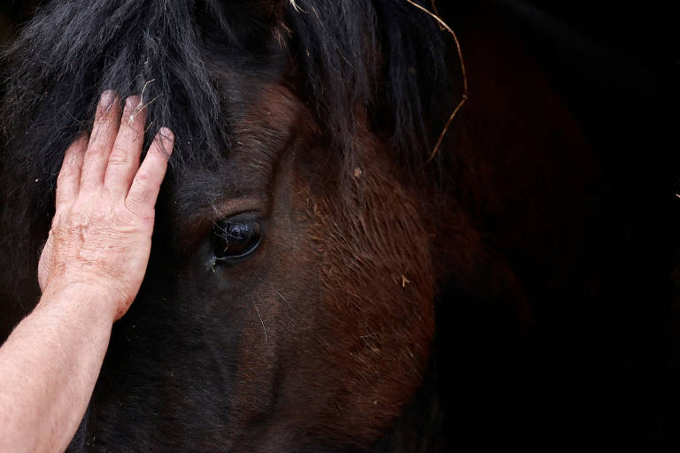 A imagem mostra uma mão humana acariciando a cabeça de um cavalo marrom escuro. O cavalo tem uma crina preta e está com os olhos fechados ou semi-fechados, aparentando estar relaxado. Há alguns fios de palha presos na crina do cavalo.