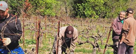 Vinícola de brasileiros que produz a linha de vinhos Les Chemins de Bassac na França