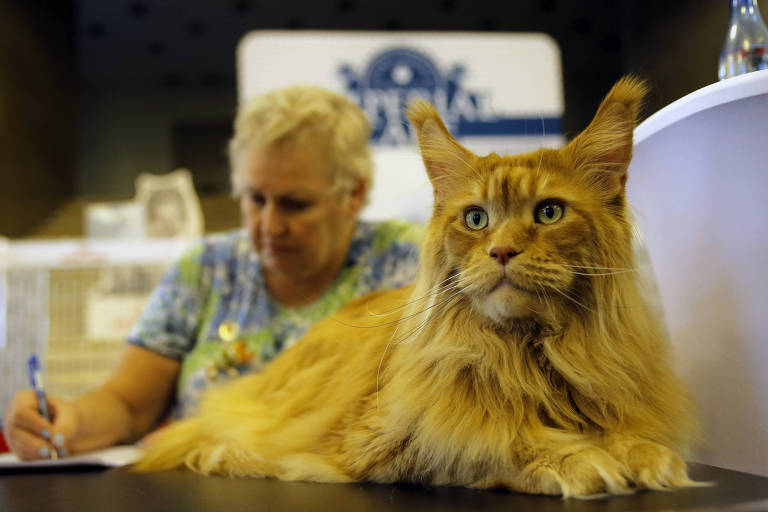 STF suspende regra que obriga criadores profissionais a castrar filhotes de cães e gatos em SP