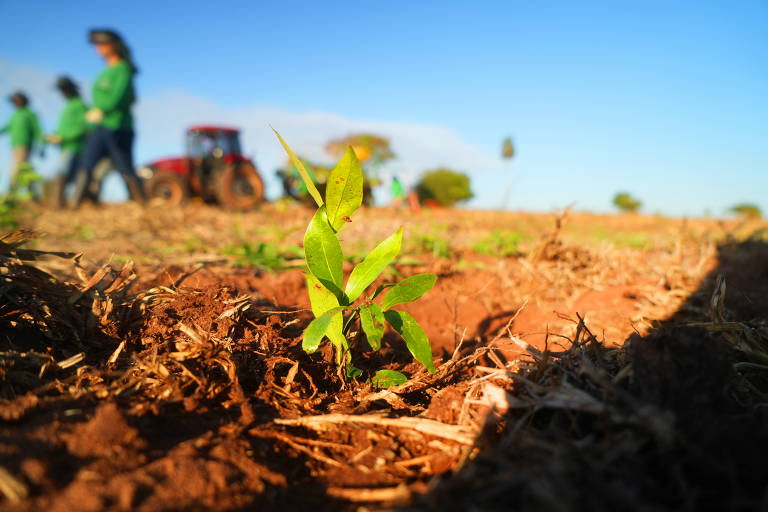 Muda de árvore nativa plantada para restauração de mata atlântica na fazenda Santa Rosa, no Pontal do Paranapanema (SP); projeto é do Instituto de Pesquisas Ecológicas (IPÊ)