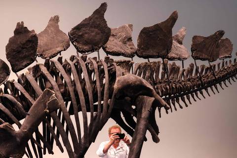 150-million-year-old fossil of Stegosaurus specimen is on display at Sothebys in New York on July 10, 2024. The fossil dubbed 