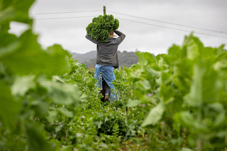 América Latina mostra um 'progresso notável' na fome à medida que as tendências de desnutrição diminuem