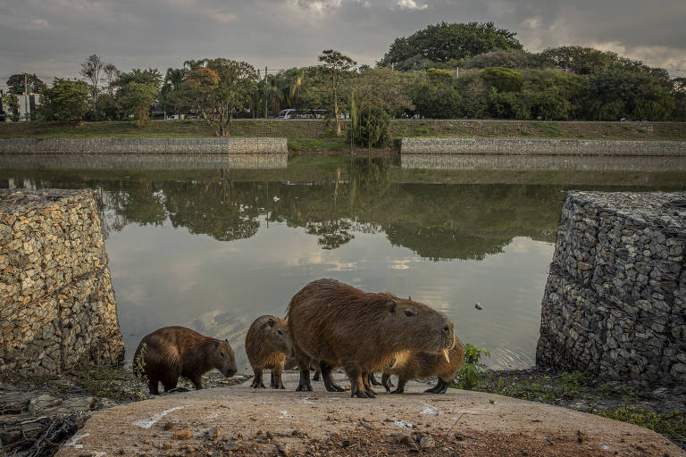 A imagem mostra um grupo de capivaras à beira de um rio, com algumas delas descendo uma rampa de concreto em direção à água. O rio é ladeado por muros de contenção de pedras e, ao fundo, há uma área arborizada com algumas construções visíveis. O céu está nublado. 