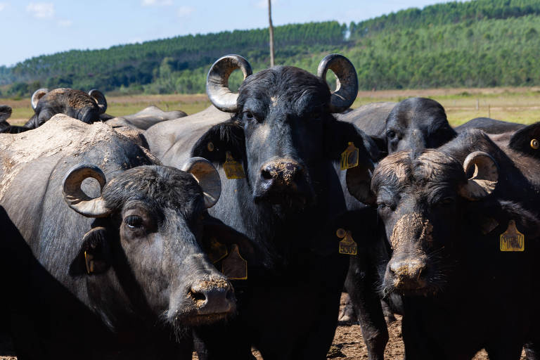 Demanda por laticínios de búfala impulsiona crescimento da pecuária de bubalinos