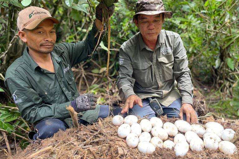 Dois homens ao lado de muitos ovos brancos em cima da terra