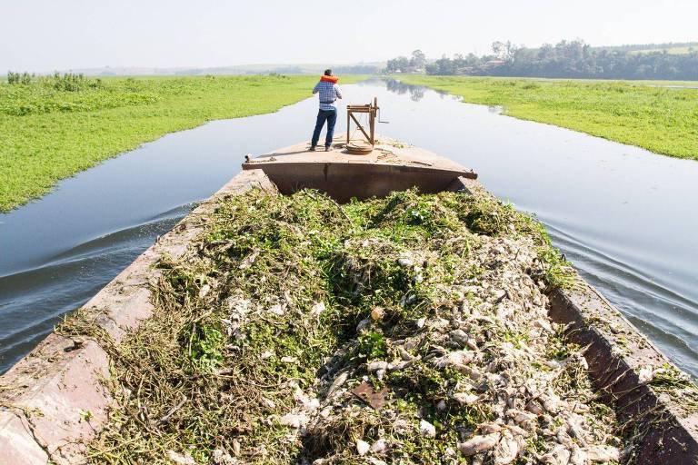 A imagem mostra um barco navegando em um rio estreito, com um homem de pé na proa. O barco está carregado com uma grande quantidade de vegetação aquática e detritos. O rio é cercado por vegetação verde e a água é calma, refletindo o céu claro. Ao fundo, é possível ver uma área de vegetação densa e algumas árvores.