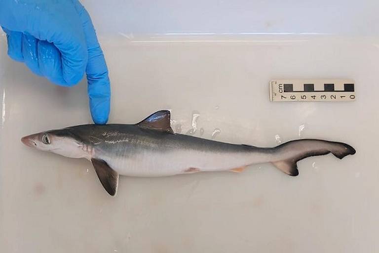 Peixe em uma mesa; uma mão com luva azul aponta para a sua cabeça