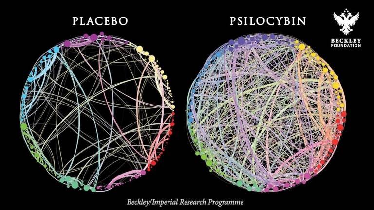 A imagem apresenta duas esferas, uma à esquerda rotulada como 'PLACEBO' e outra à direita rotulada como 'PSILOCYBIN'. Ambas as esferas são compostas por uma rede de linhas coloridas que se entrelaçam, representando diferentes padrões de conectividade. A esfera do placebo parece ter uma estrutura menos complexa em comparação com a esfera da psilocibina, que exibe uma rede mais densa e vibrante.