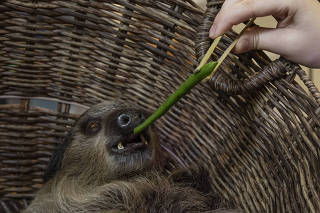 An employee wakes up a two-toed sloth with a green bean in its enclosure in SeaQuest in Trumbull, Conn., Feb. 15, 2023. (Kirsten Luce/The New York Times)