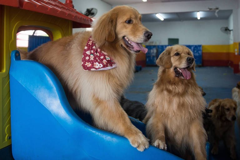 Cachorro não é filho