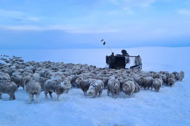 Entenda o frio extremo que congelou animais na Patagônia