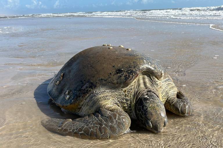 Título da Unesco é esperança para reforçar proteção de tartarugas nos Lençóis Maranhenses