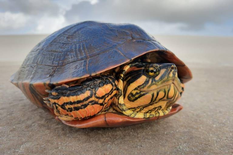 A imagem mostra uma tartaruga com carapaça marrom e listras amarelas e laranjas na cabeça e pescoço, posicionada sobre uma superfície arenosa. O fundo apresenta um céu com nuvens.