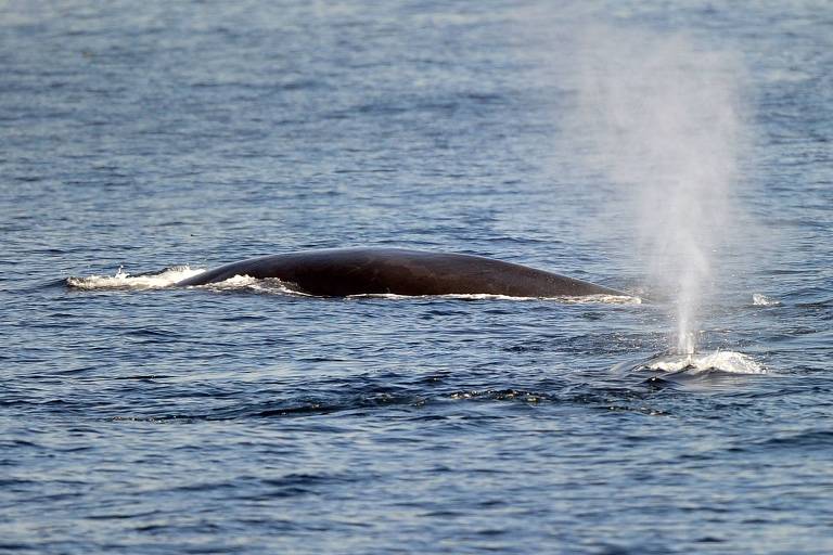Japão libera caça de baleias-comuns e pede extradição de ativista preso na Groenlândia