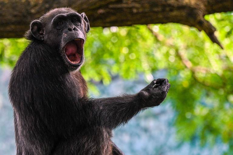 Chimpanzés aprenderam a pronunciar uma palavra: mamãe