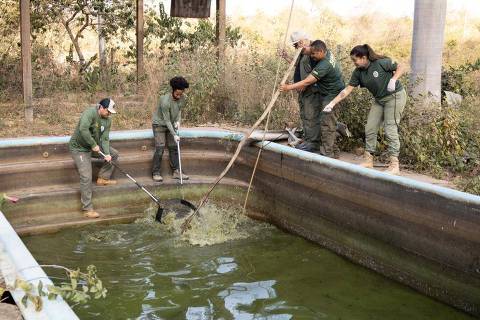 Equipe resgata oito jacarés em piscina de pousada abandonada