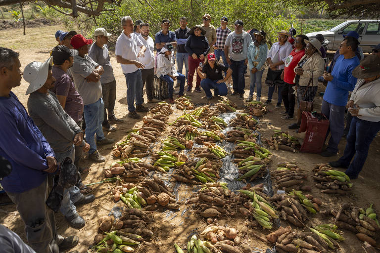 Imagem mostra várias pessoas reunidas em um semicírculo em frente a vários alimentos, incluindo milho e batata-doce