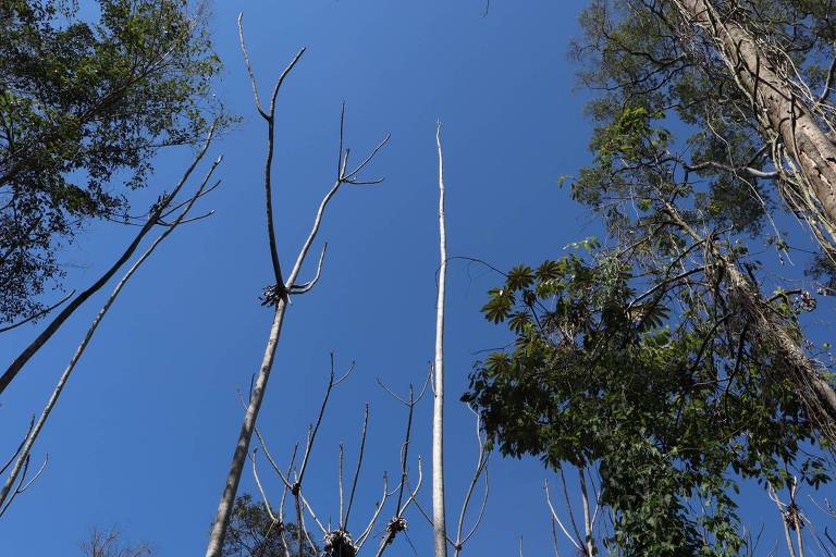 Amazônia degradada por fogo vira 'paliteiro' que espanta animais e agrava seca