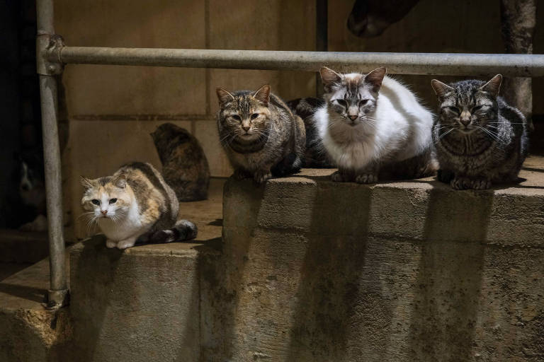 Gripe aviária: rastreadores de doenças voltam atenções para os animais de estimação