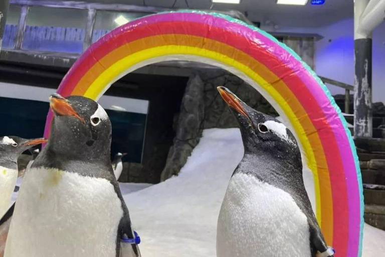 A comoção global com a morte de pinguim famoso por 'casamento gay'