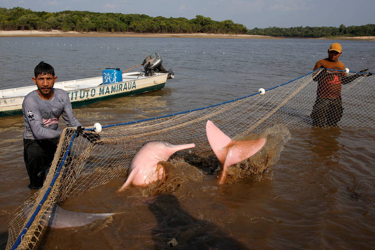 Botos ganham microchips na amazônia para acompanhamento em meio à seca; veja fotos