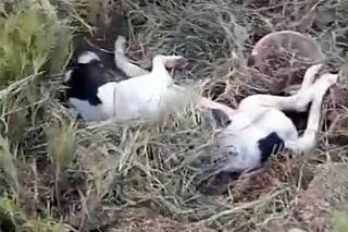 Cãezinhos são abandonados em buraco amarrados