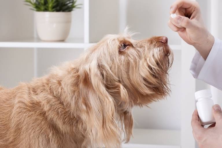 Quase 20% dos tutores medicam pets sem orientação veterinária, mostra pesquisa