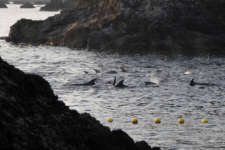 Golfinho sexualmente frustrado pode estar por trás de ataques em praias do Japão