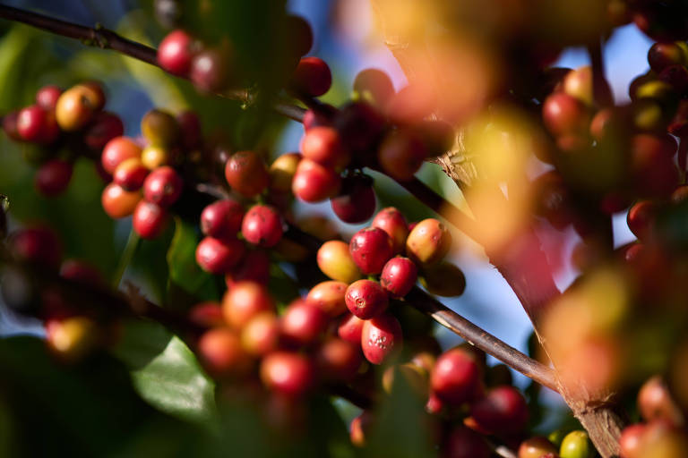 Empresa da UE antecipa compra de café devido lei antidesmatamento