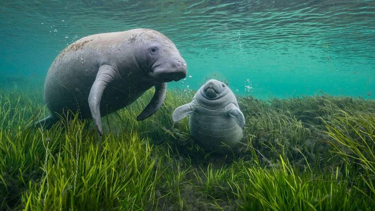 As incríveis fotos de animais selvagens selecionadas em prêmio internacional