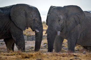 Elephants at Etosha National Park in Namibia, July 13, 2008. (Evelyn Hockstein/The New York Times)