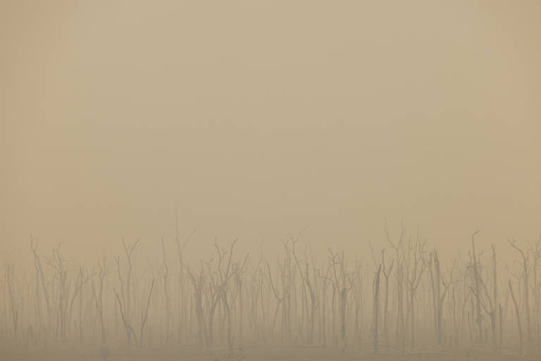 A imagem mostra uma floresta com árvores secas e sem folhas, envolta em uma densa névoa amarelada. A visibilidade é baixa, e o ambiente parece desolado, com troncos de árvores se destacando contra o fundo nebuloso.