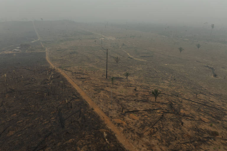 Árvores da amazônia sofrem estresse hídrico na estação seca mesmo sem perder as folhas