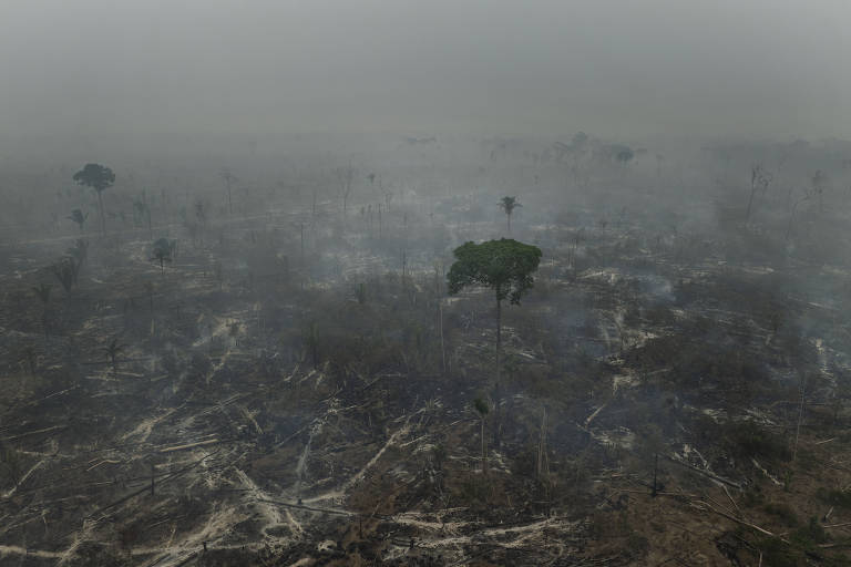 Solução para a Amazônia pode ser solução para o mundo