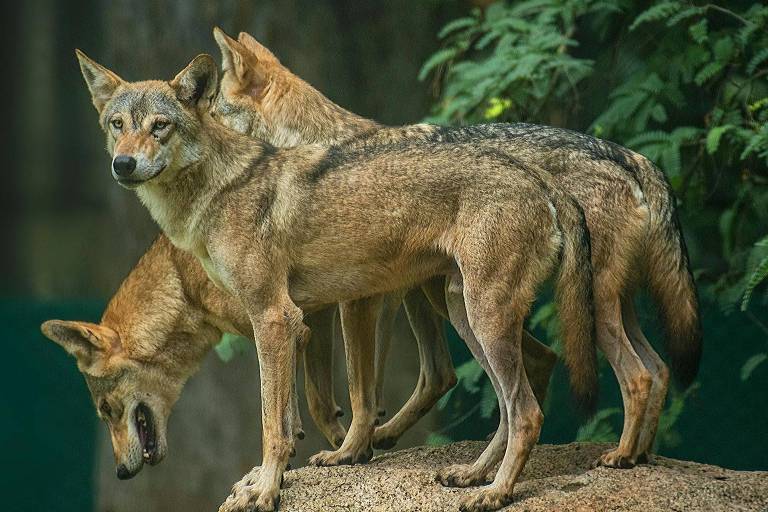 Os lobos assassinos de crianças que espalham terror na Índia