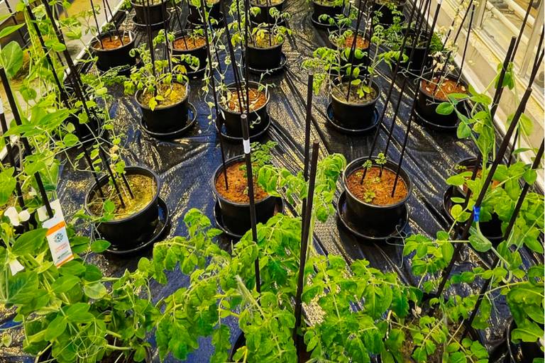 Brasileira cria técnica para plantar tomate em Marte