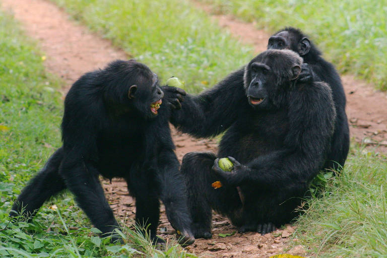 Por que os macacos fazem gestos?