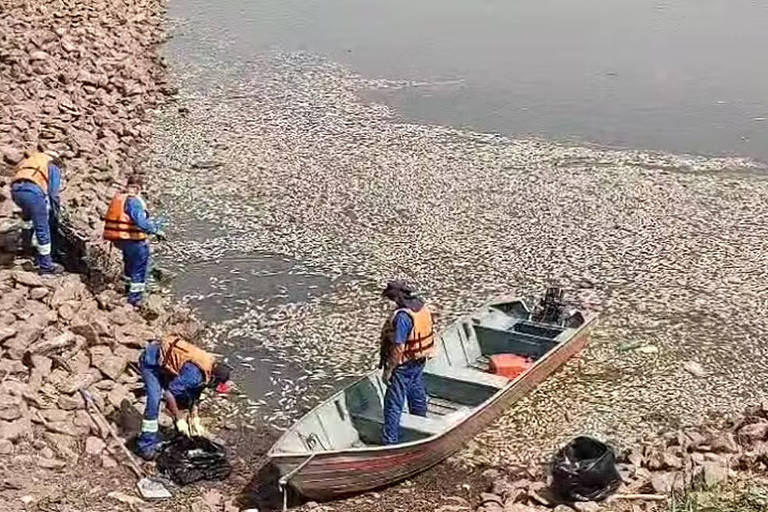 Milhares de peixes morrem e água fica verde na represa Billings, em SP