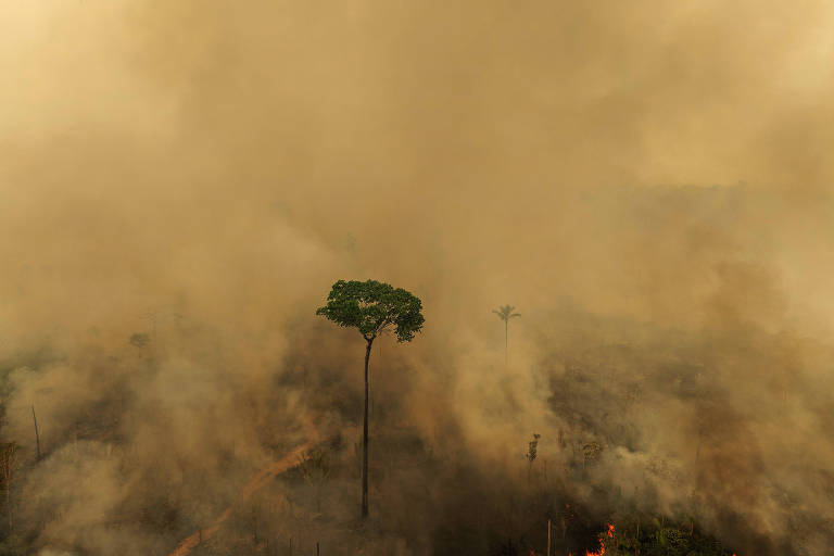 Livro lembra a mais forte redução no desmatamento feito na amazônia; veja vídeo