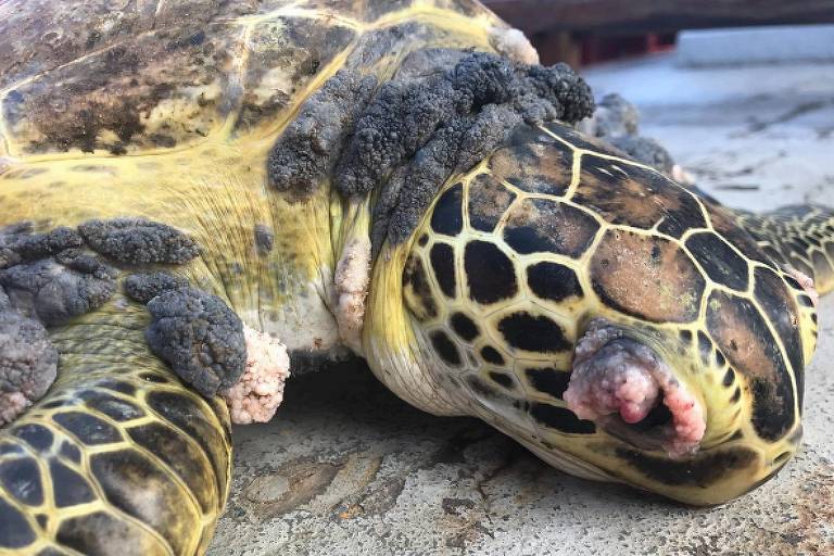 Estudo relaciona deformidades em tartarugas e peixes no ES a rejeitos da tragédia de Mariana