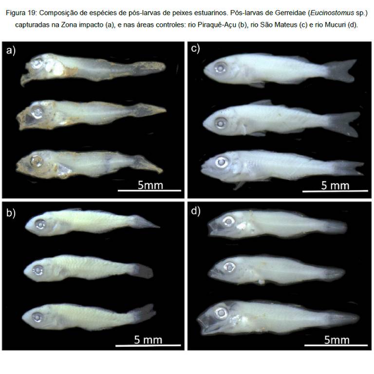 A imagem apresenta quatro grupos de pós-larvas de peixes da família Gerreidae (Eucinostomus sp.), organizados em duas linhas. Cada grupo é identificado por letras (a, b, c, d) e mostra diferentes espécimes capturados em áreas de impacto e controle: a) Zona de impacto, b) rio Piraqué-Açu, c) rio São Mateus, d) rio Mucuri. As larvas estão dispostas sobre um fundo escuro, com escalas de 5 mm indicadas ao lado de cada grupo