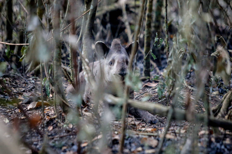 Cenas de Brasília: Anta é resgatada com as patas queimadas em parque atingido por incêndio