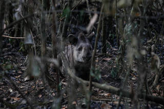 Anta encontrada com as patas queimadas em área de parque de Brasília