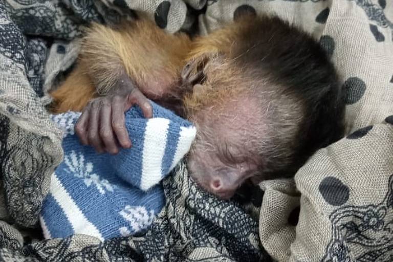 Filhote de macaco-prego é resgatado em meio às cinzas das queimadas do pantanal