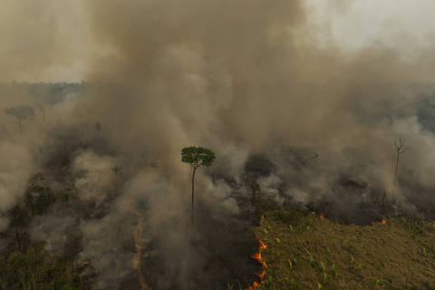 Cujubim, RO. 04/09/2024. Uma castanheira resiste a queimada em uma area desmatada dentro dos limites da Estacao Ecologica Soldado da Borracha, em Rondonia. ( Foto: Lalo de Almeida/ Folhapress ). AMBIENTE.  *** EXCLUSIVO FOLHA***