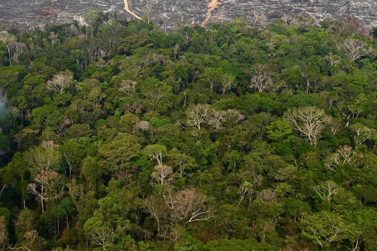 Google comprará créditos de carbono de startup brasileira